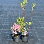 Azalka veľkokvetá (Azalea  Mollis) ´SOIR DE PARIS´ - výška 40-60 cm, kont. C1L 